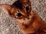 Kimmy - Abyssinian Kitten For Sale - New York, NY, US