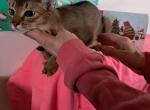 Ruddy Victoria secret - Abyssinian Kitten For Sale - Plymouth, WI, US