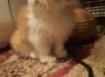 WIGGLES Litter - Persian Kitten For Sale - 