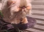 Ryley - Persian Kitten For Sale - 