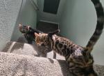 Snipe - Bengal Cat For Sale/Service - Tenino, WA, US