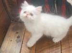 claus - Himalayan Kitten For Sale - 