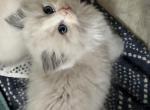 Blue mink bicolor - Ragdoll Kitten For Sale - San Diego, CA, US