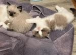 Mink bicolor male - Ragdoll Kitten For Sale - San Diego, CA, US