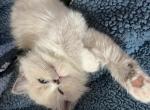 Blue pt mink with blaze - Ragdoll Kitten For Sale - San Diego, CA, US