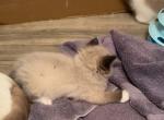 Seal point - Ragdoll Kitten For Sale - San Diego, CA, US