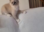 Misty - Ragdoll Kitten For Sale - Reading, PA, US