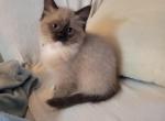 Maddie - Ragdoll Kitten For Sale - Reading, PA, US