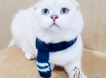 Diego - Scottish Fold Kitten For Adoption - TN, US