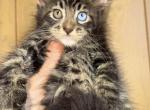 Bobby  Pure baby Main Coon male - Maine Coon Kitten For Sale - FL, US