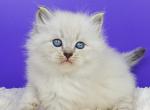 Jonni - Siberian Kitten For Sale - Houston, TX, US