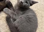 Nyla - Russian Blue Kitten For Sale - 