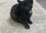 Toot - Domestic Kitten For Sale - 