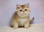 Kevin black golden shaded ny 11 british shorthair - British Shorthair Kitten For Sale - Dallas, TX, US