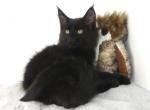 Darknesss - Maine Coon Kitten For Sale - Union City, MI, US