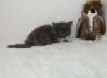 Blue Panda - Maine Coon Kitten For Sale - Union City, MI, US