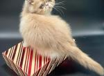 Tom - Exotic Kitten For Sale - 