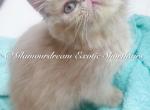 Jerry - Exotic Kitten For Sale - 