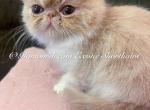 Gigi - Exotic Kitten For Sale - 