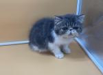 Fats - Exotic Kitten For Sale - 