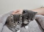 Ash&Teddy - Ragdoll Kitten For Sale - 