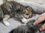 Jax&Sol calico - Domestic Kitten For Sale - 