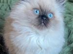 Last litter Ragdolls Male Patrick - Ragdoll Kitten For Sale - 