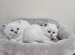 Nala &Sage - Ragdoll Kitten For Sale - 