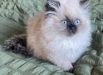 Make Ragdoll Sguidward - Ragdoll Kitten For Sale - 