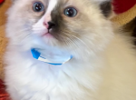 Xmas Kittens 2 - Ragdoll Kitten For Sale - Mount Joy, PA, US