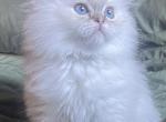 Ragdoll Make SpongeBob - Ragdoll Kitten For Sale - 