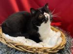 Pontiac little tuxedo boy decreased - Exotic Kitten For Sale - Milford, OH, US