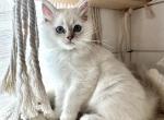 Sweet Potato - Ragdoll Kitten For Sale - FL, US