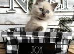 Fruitcake - Ragdoll Kitten For Sale - FL, US