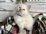 Gingerbread - Ragdoll Kitten For Sale - FL, US