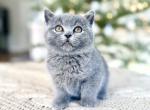 Ash - British Shorthair Kitten For Sale - Woodland Park, CO, US