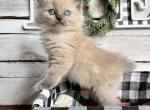 Peppermint - Ragdoll Kitten For Sale - FL, US