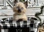 Gumdrop - Ragdoll Kitten For Sale - FL, US