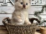 Eggnog - Ragdoll Kitten For Sale - FL, US