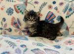 Ponyo - Domestic Kitten For Adoption - Homestead, FL, US