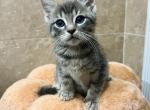 Totoro - Domestic Kitten For Adoption - Homestead, FL, US