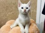 Haku - Domestic Kitten For Adoption - Homestead, FL, US