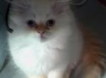 CFA Registered Male Flame Point Himalayan - Himalayan Kitten For Sale - Perry, FL, US