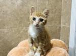 Calcifer - Domestic Kitten For Adoption - Homestead, FL, US