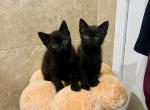 Soot & Sprite - Domestic Kitten For Adoption - Homestead, FL, US