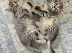 Halfblood scottish straigth - Scottish Straight Kitten For Sale - 