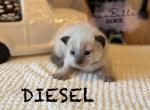 Diesel - Balinese Kitten For Sale - 