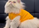 Mickey - Persian Kitten For Sale - Pembroke Pines, FL, US