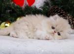 Pixie - Persian Kitten For Sale - 