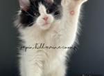 Buster - Maine Coon Kitten For Sale - MN, US